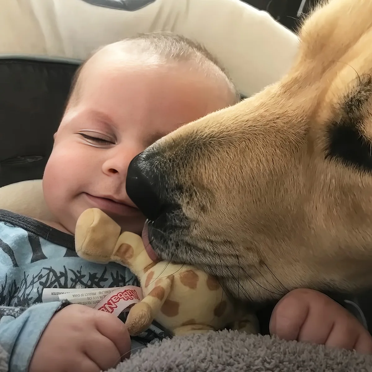 Dogs and baby
