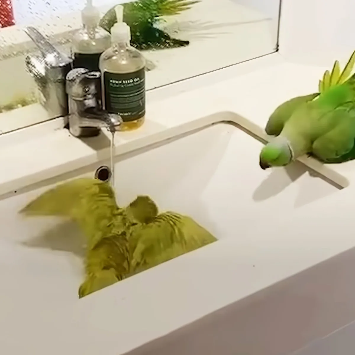 A green parrot drinks water from a bathroom sink faucet, with its reflection visible in the water.