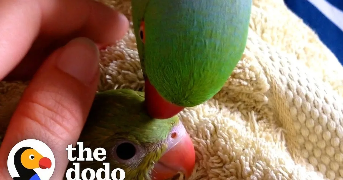 Sweet Little Parrot Gets Boisterous Baby Sister and Hilarity Ensues