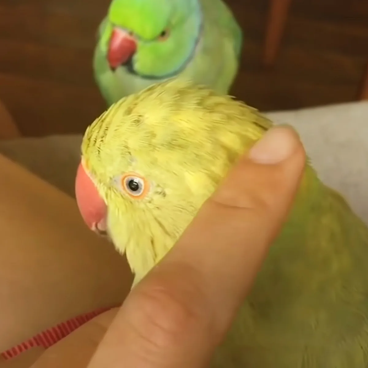 A hand gently touches a yellow parrot with a red beak, while another parrot with green and blue feathers is in the...