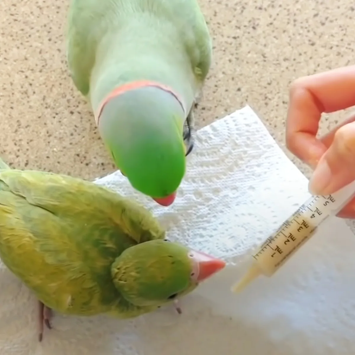 Two green parrots with red beaks are perched on a white napkin, one appears to be drinking from a syringe held by a hand.