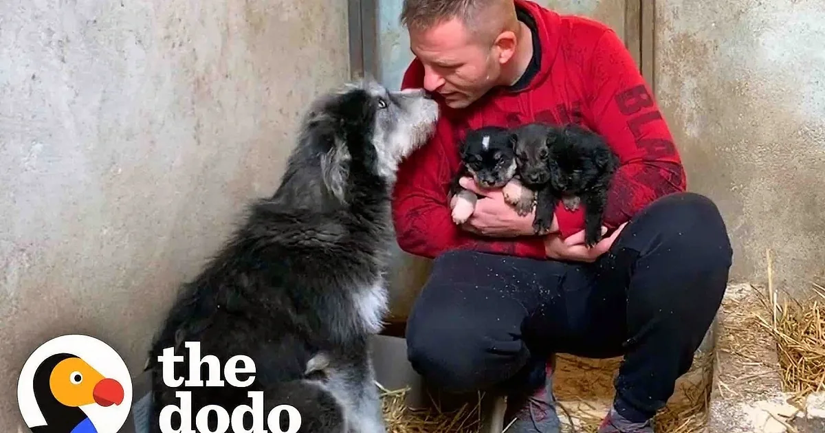 Trusting Stray Dog Asks Kindhearted Man to Help Her Pups
