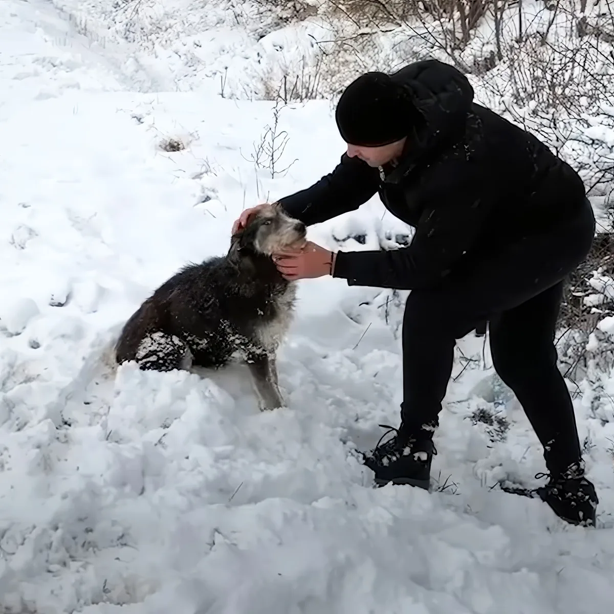 Stray dog and man