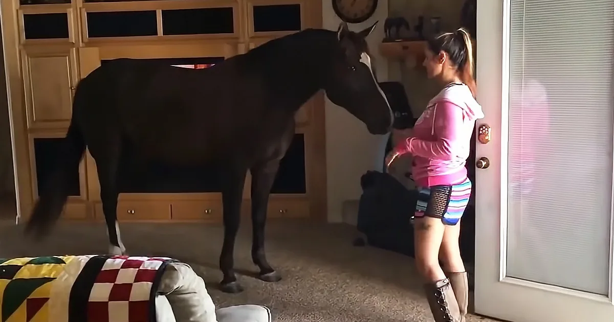 Horse Knocks on Front Door, Hangs out With Family in Living Room