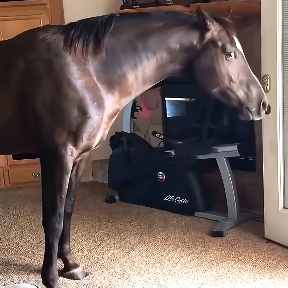 Horse inside living room