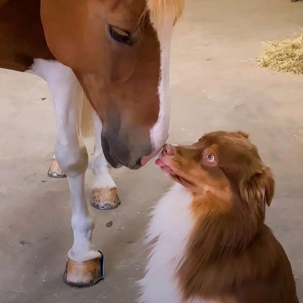 Horse and dog