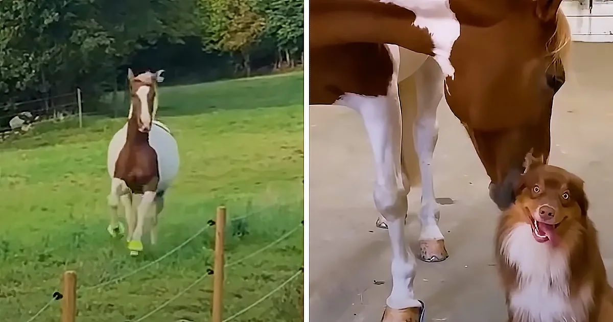 Horse and Dog Love Going on Hikes Together Every Evening