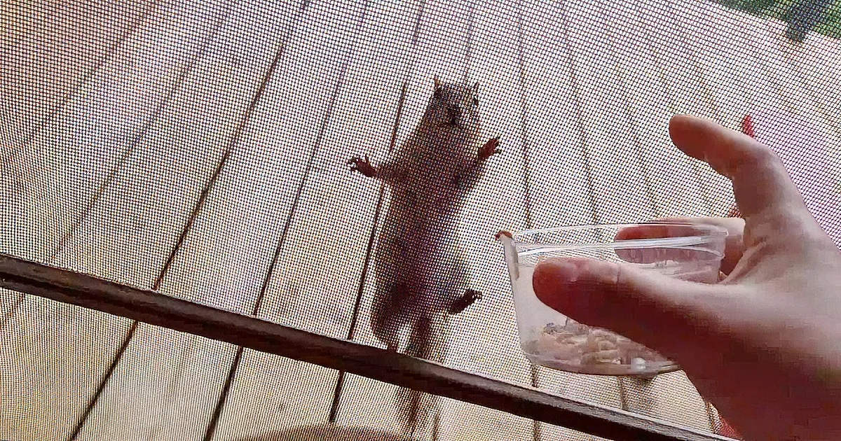 Chipmunk Hangs on Screen Door to Say Hello to Human Friend