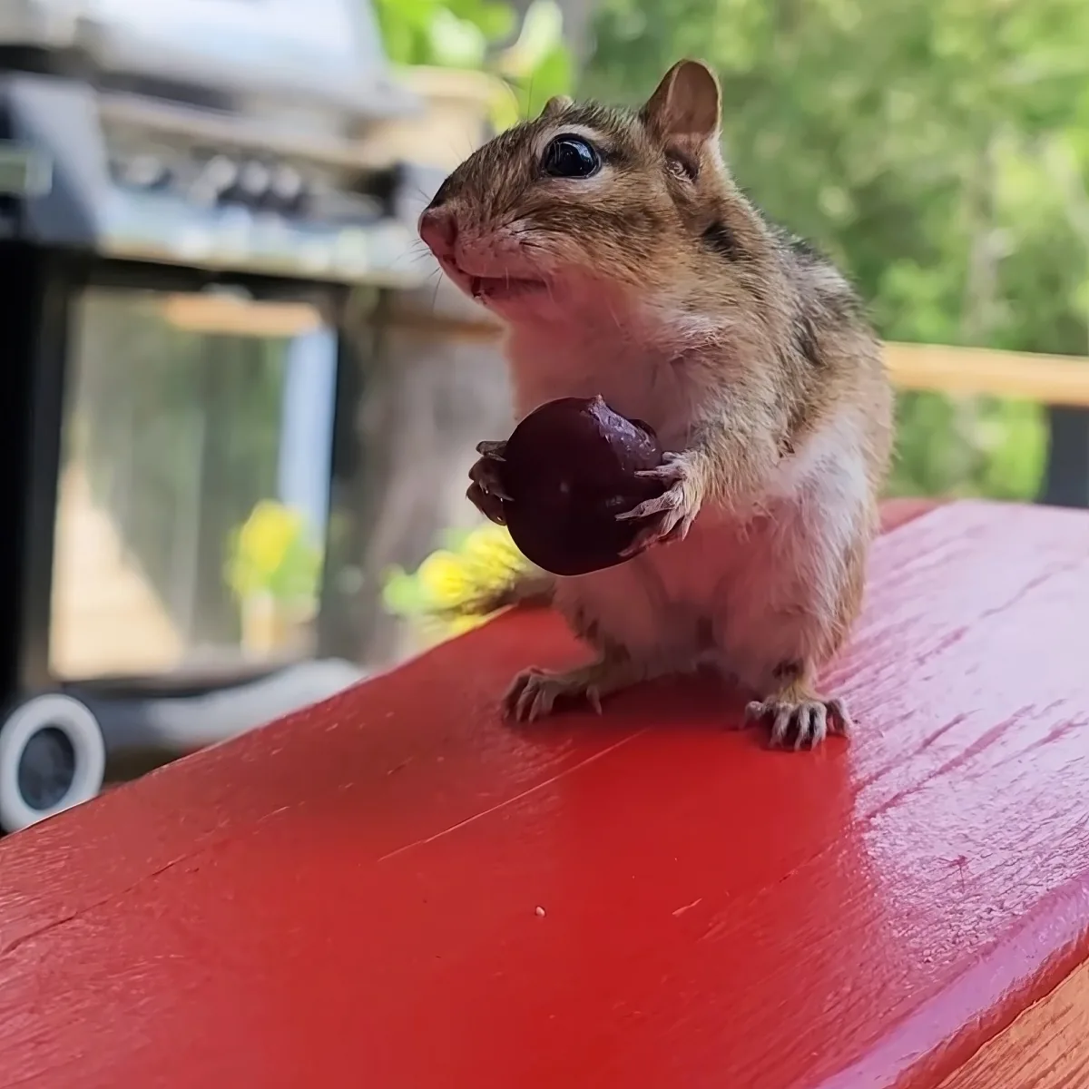 A chipmunk holds a plum on a red surface, with a blurred background of trees and a grill.