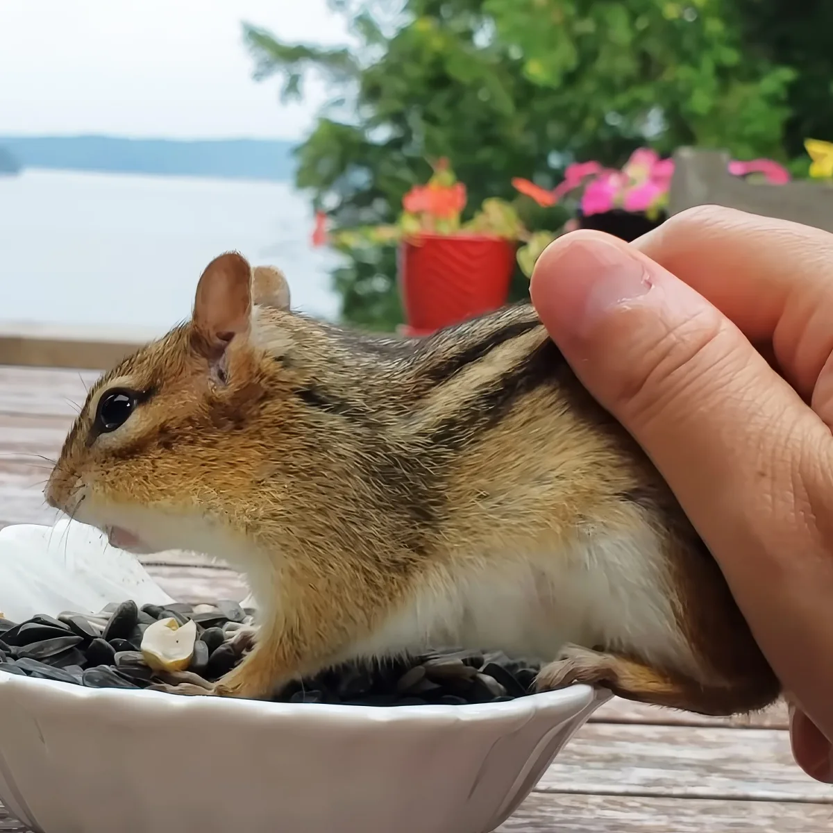 A chipmunk is being petted by a hand while eating seeds from a bowl.