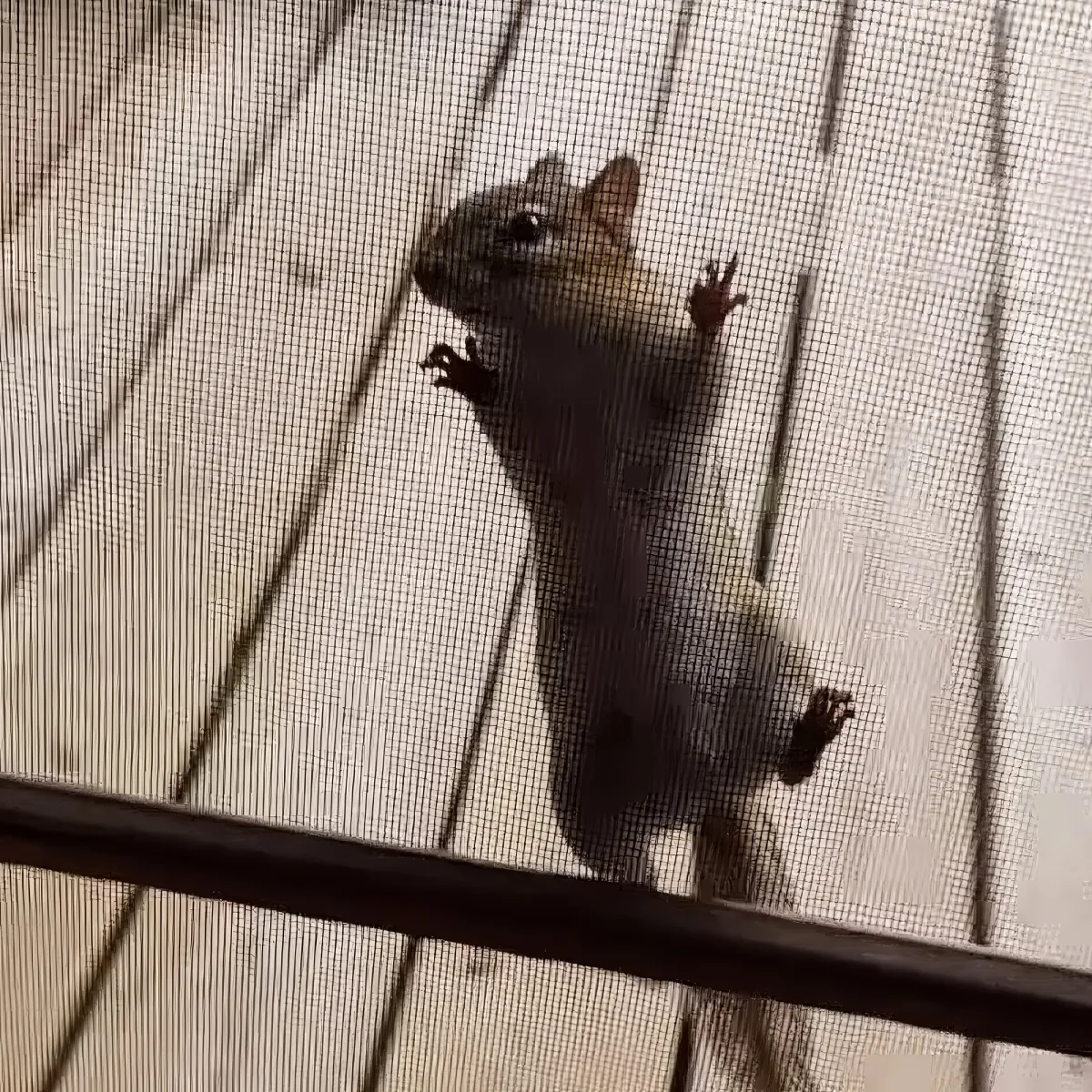 A small rodent, possibly a mouse, is stuck on a screen door, with its front paws pressed against the mesh.
