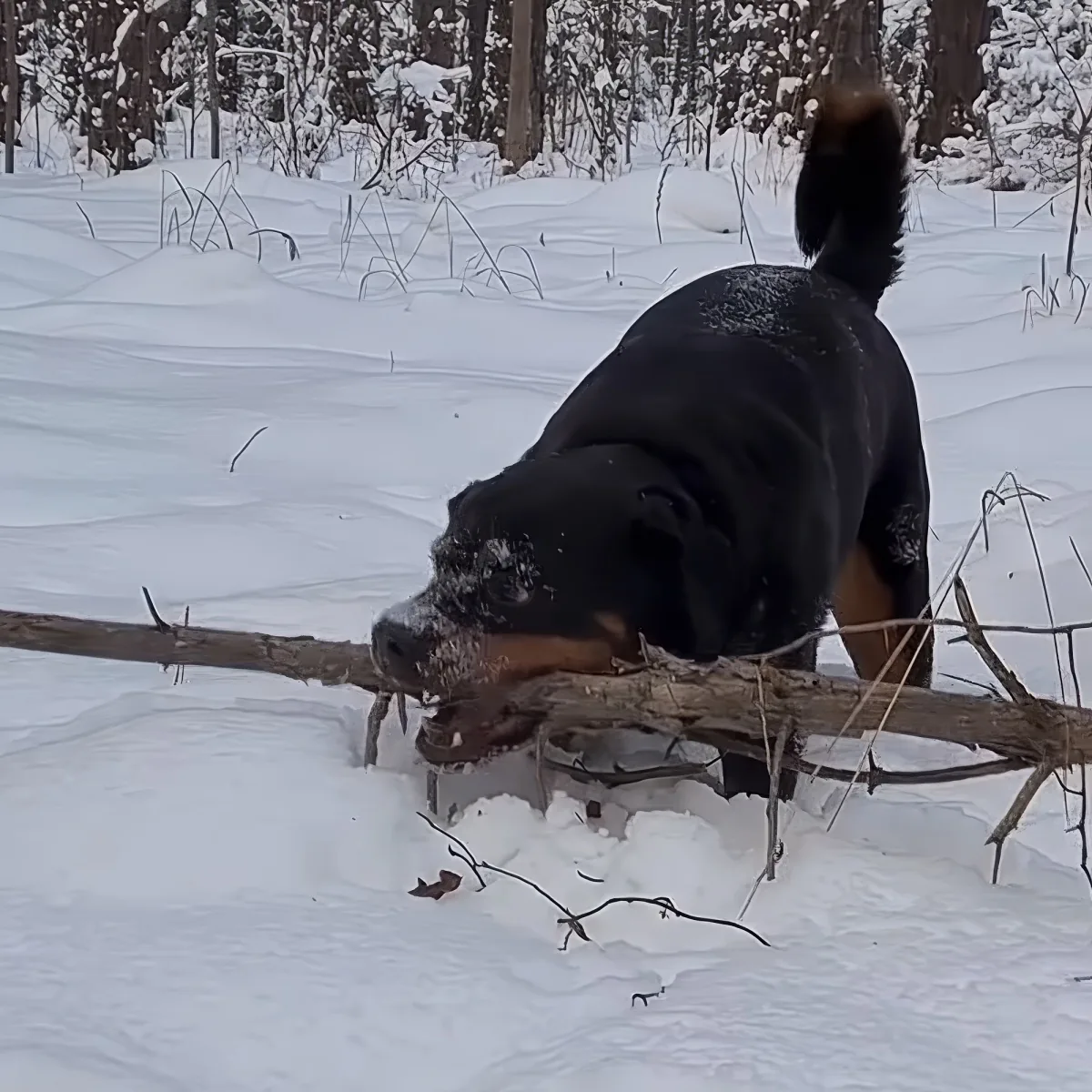 A black dog with brown markings plays with a stick in the snow, surrounded by a snowy forest.