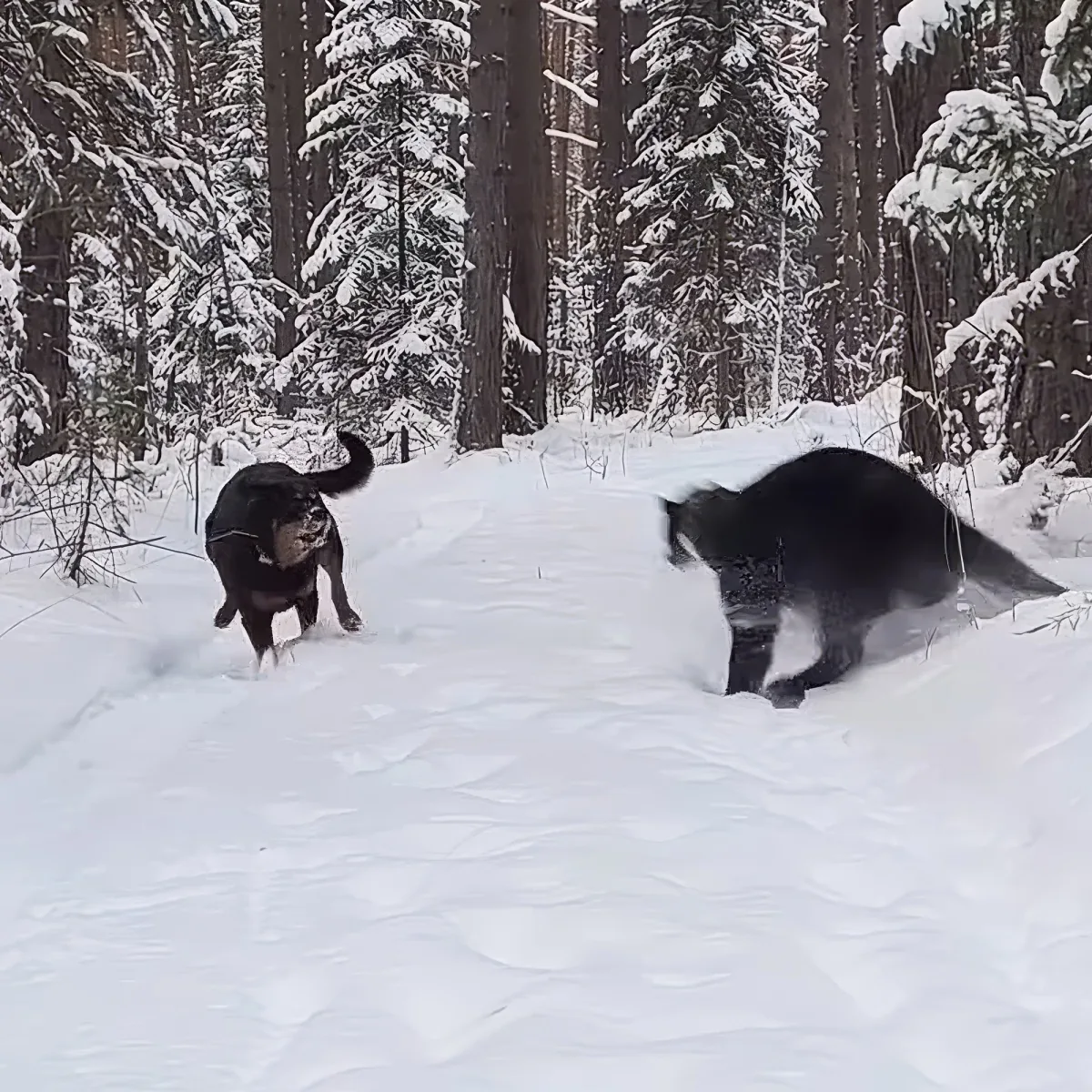 Panther and Rottweiler