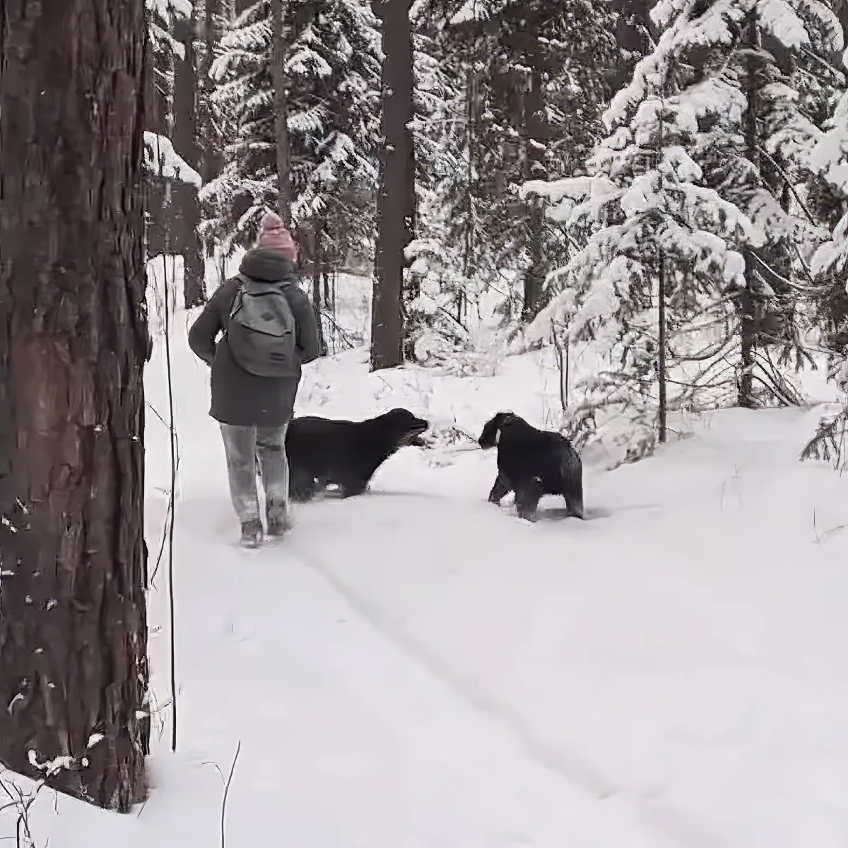 Panther and Rottweiler
