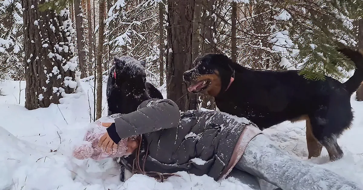 Panther and Rottweiler Play in the Snow With Human Mama and Papa