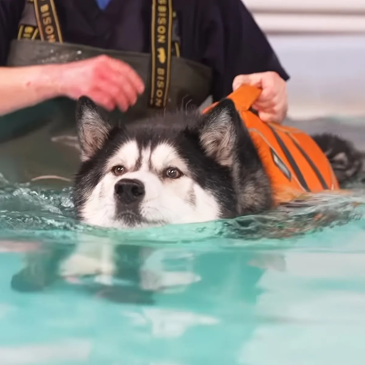 A black and white dog wearing an orange life vest swims in a pool with a person assisting.