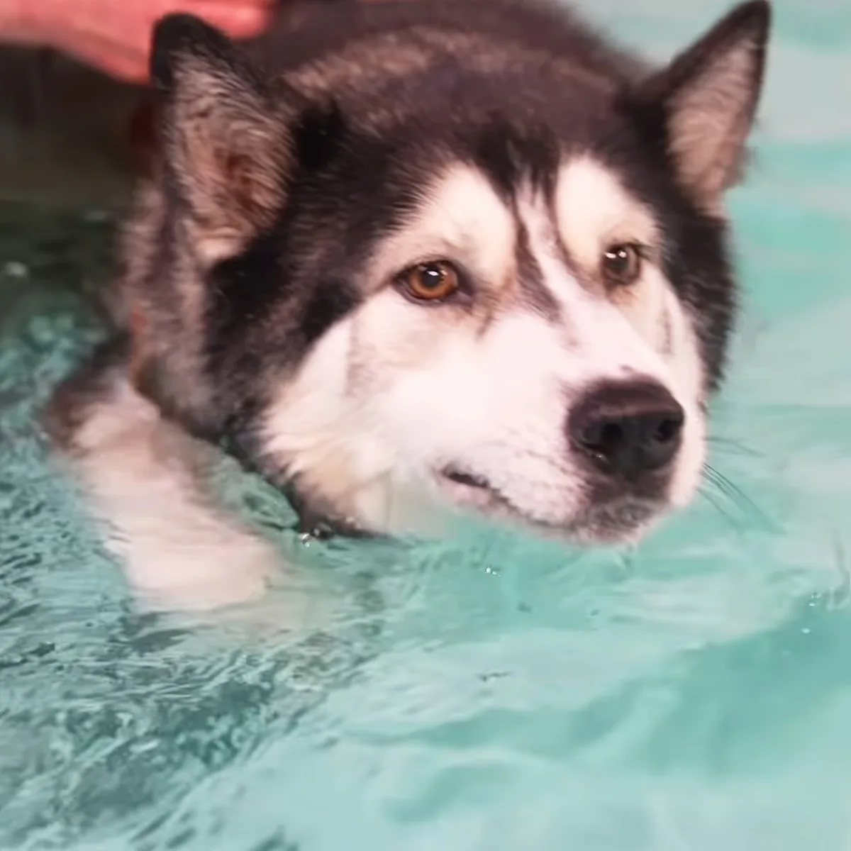 A husky dog with striking eyes is swimming in a pool, partially submerged.
