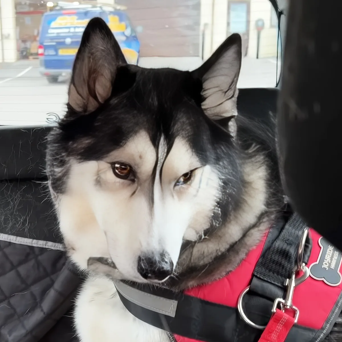 A husky dog wearing a red harness sits in a car, looking down with a calm expression.