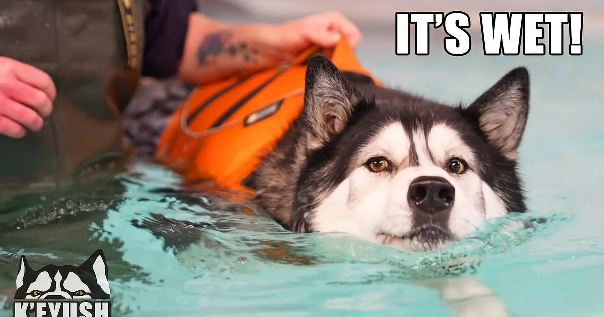 Grumpy Husky Feels Like a Million Bucks After His Therapeutic Swim