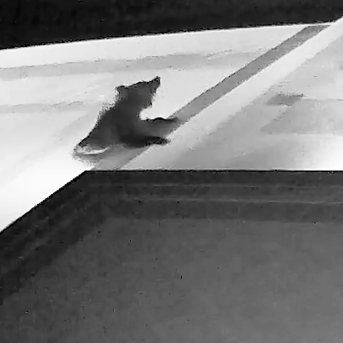 A bear is climbing up a snowy slope, its silhouette visible against the white snow.