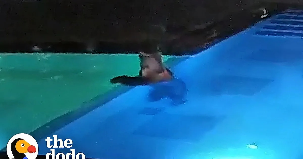 Bear Sneaks Into Favorite Public Pool for a Dip Every Night