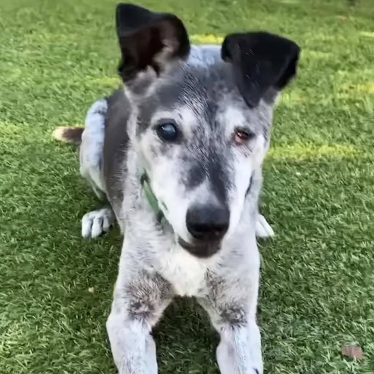 A black and white dog with a green collar sits on grass, looking directly at the camera.