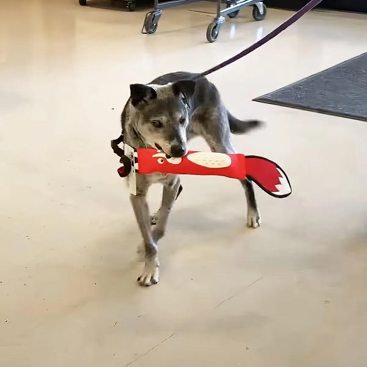 A dog wearing a red and white harness walks indoors on a leash.