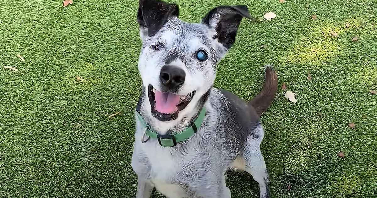 Adopted Senior Dog Thinks He's Still a Pup