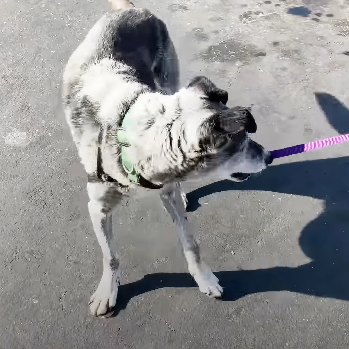A white and gray dog wearing a green harness holds a purple leash in its mouth, standing on a paved surface.