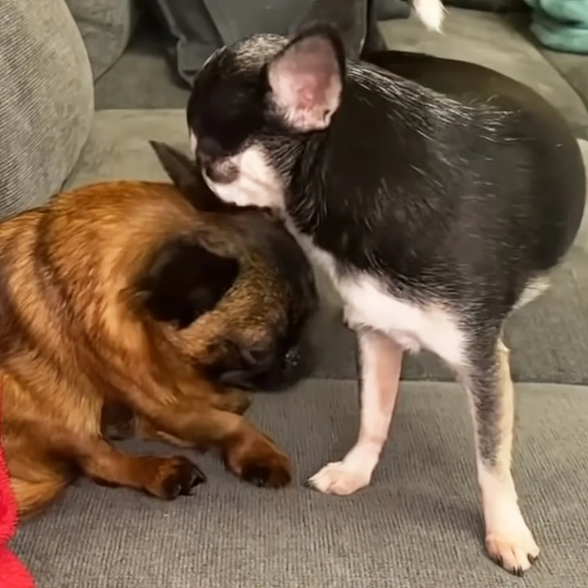 A small black and white dog stands near a larger brown dog, both on a carpeted floor.