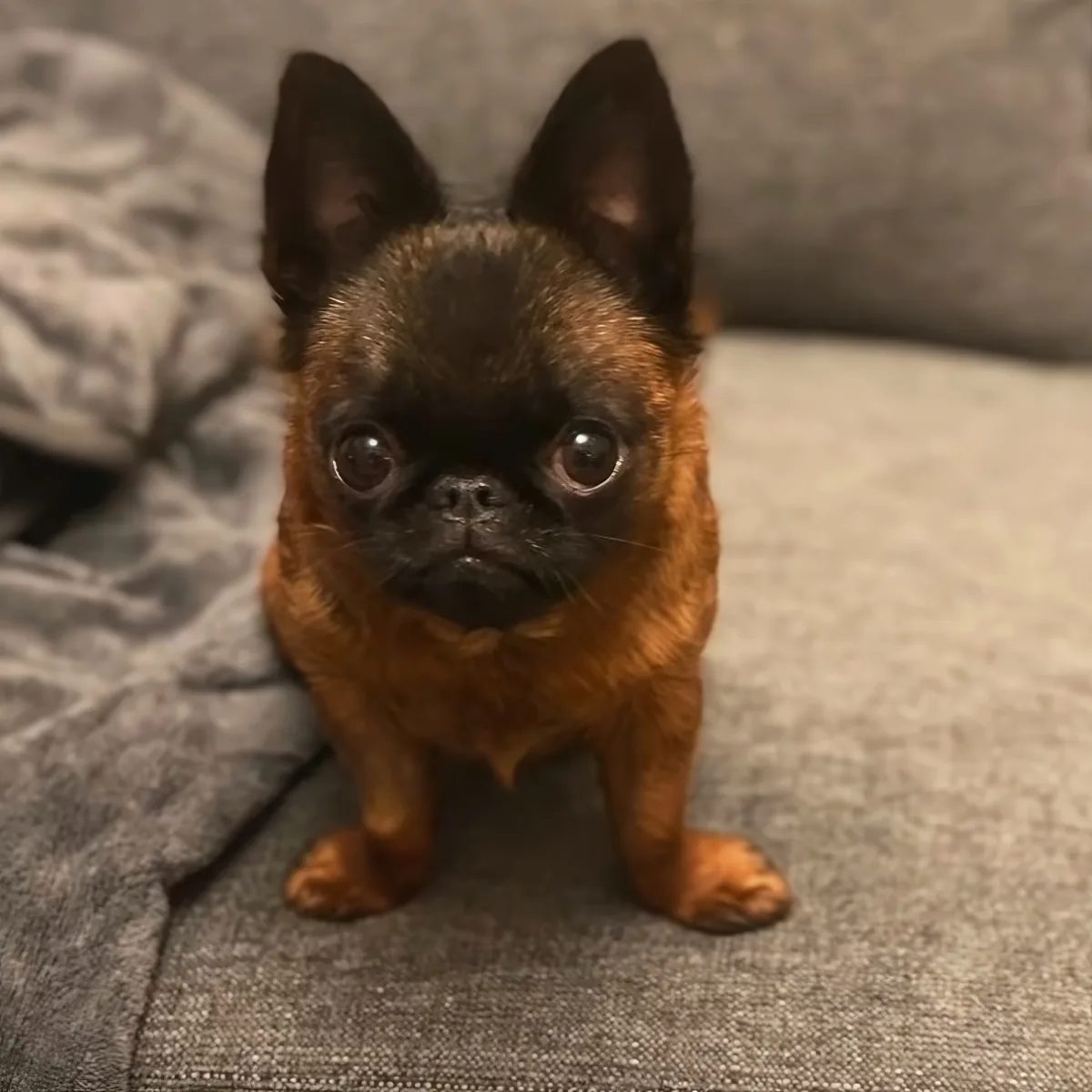 A small Brabancon Griffon puppy with a black and brown coat sits on a gray couch.
