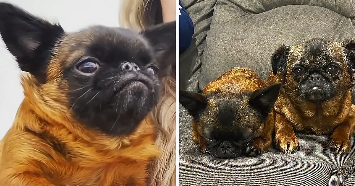Two adorable Brabancon Griffon dogs, one alert and one resting on a couch.