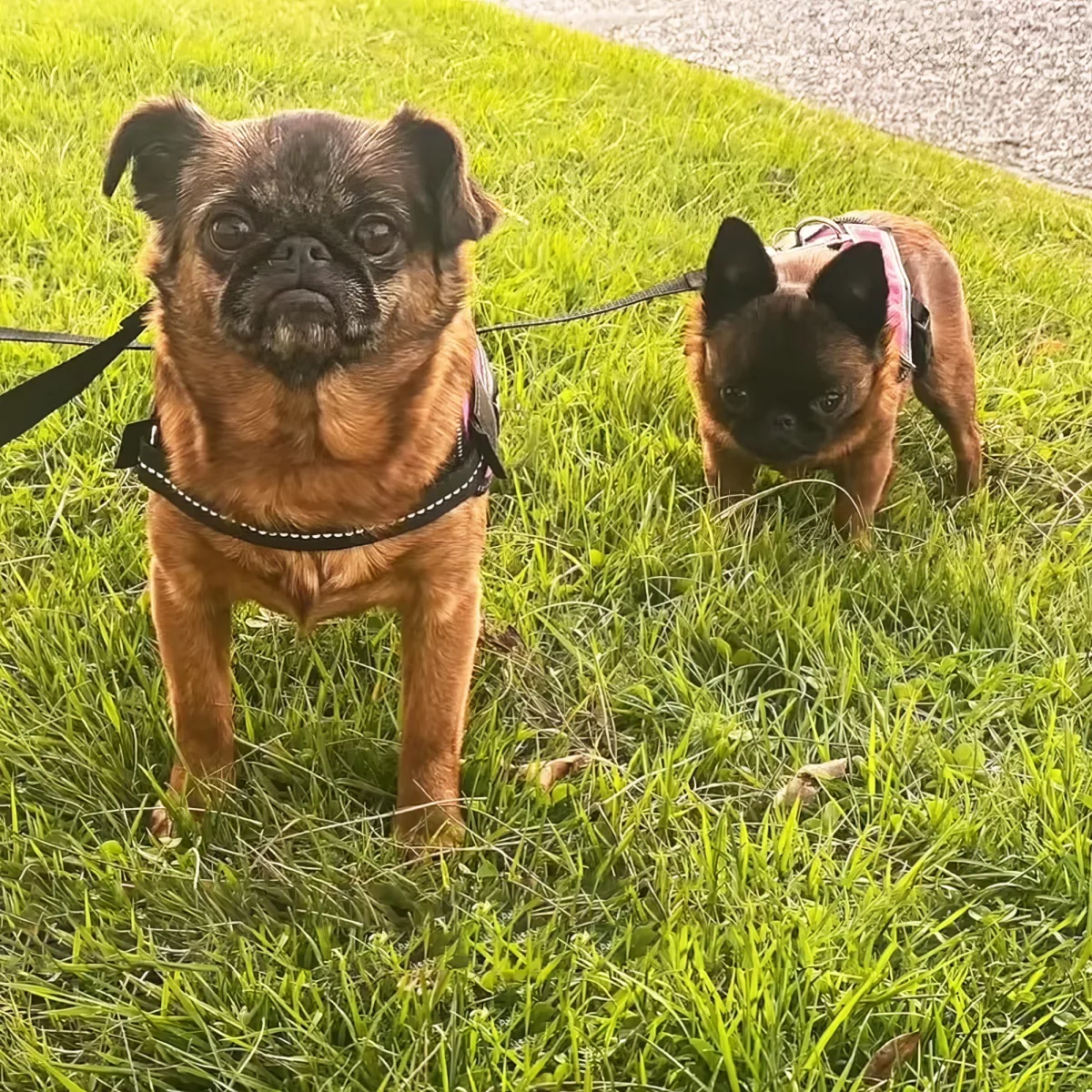 Two small dogs on leashes stand on grass, one in the foreground looking directly at the camera.