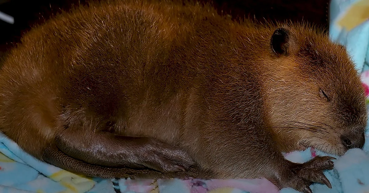 A beaver with brown fur is resting on a colorful blanket, appearing relaxed.