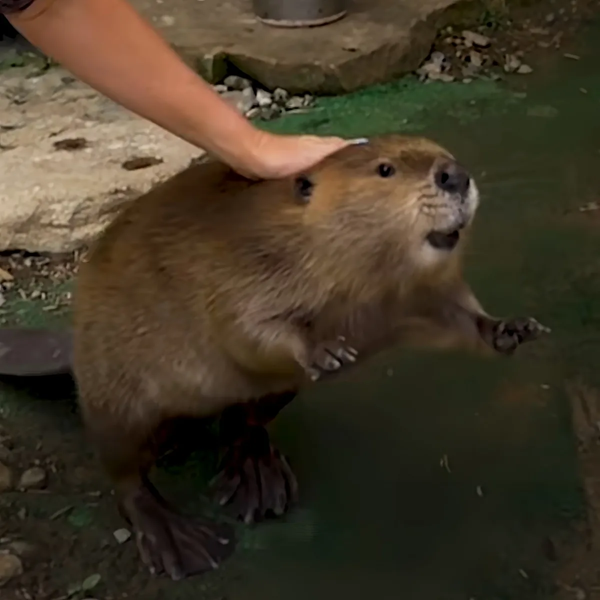 A beaver stands near water, being petted by a person's hand.