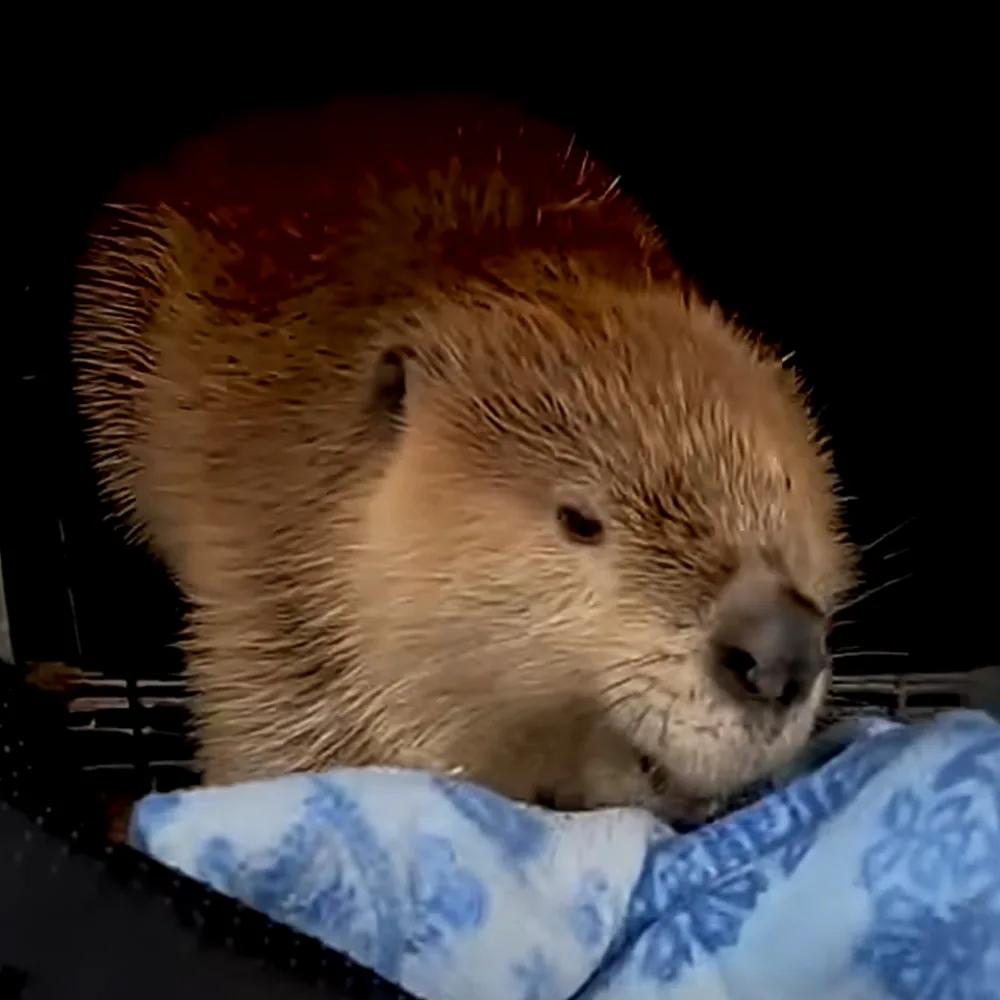 A beaver with wet fur rests on a blue patterned surface against a dark background.