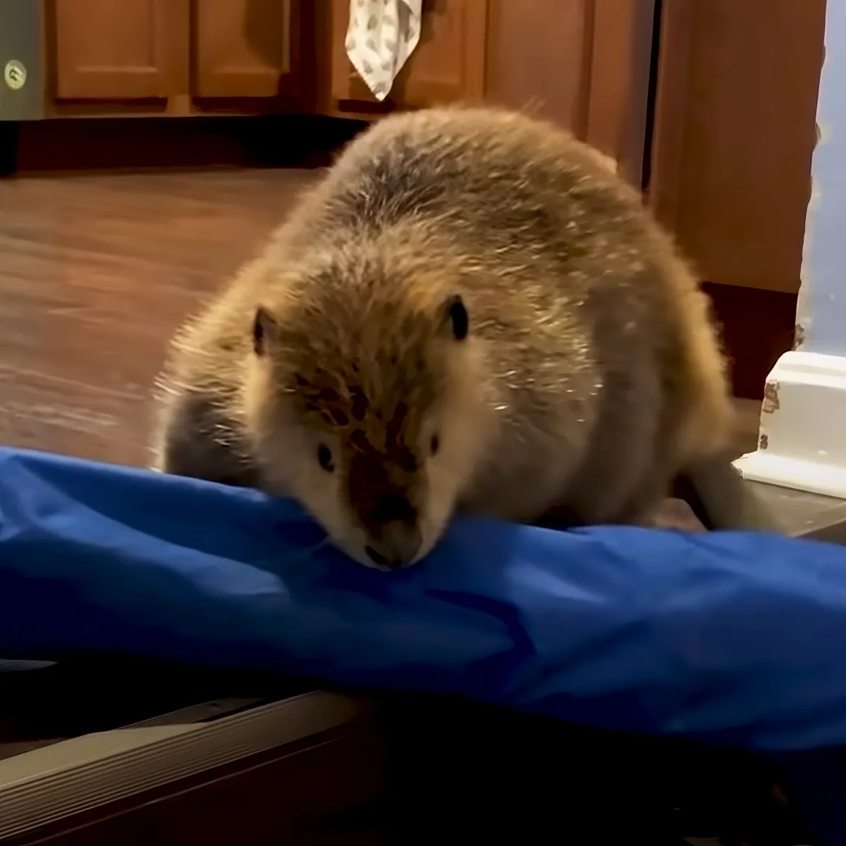 A fluffy, light-brown rabbit with dark eyes and a white nose is perched on a blue fabric, looking down.