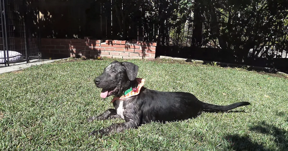 Abandoned Puppy Has Incredible Transformation and Finds the Perfect Forever Home