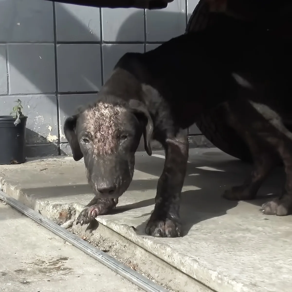 A black dog with muddy fur stands on a concrete surface, looking forward.