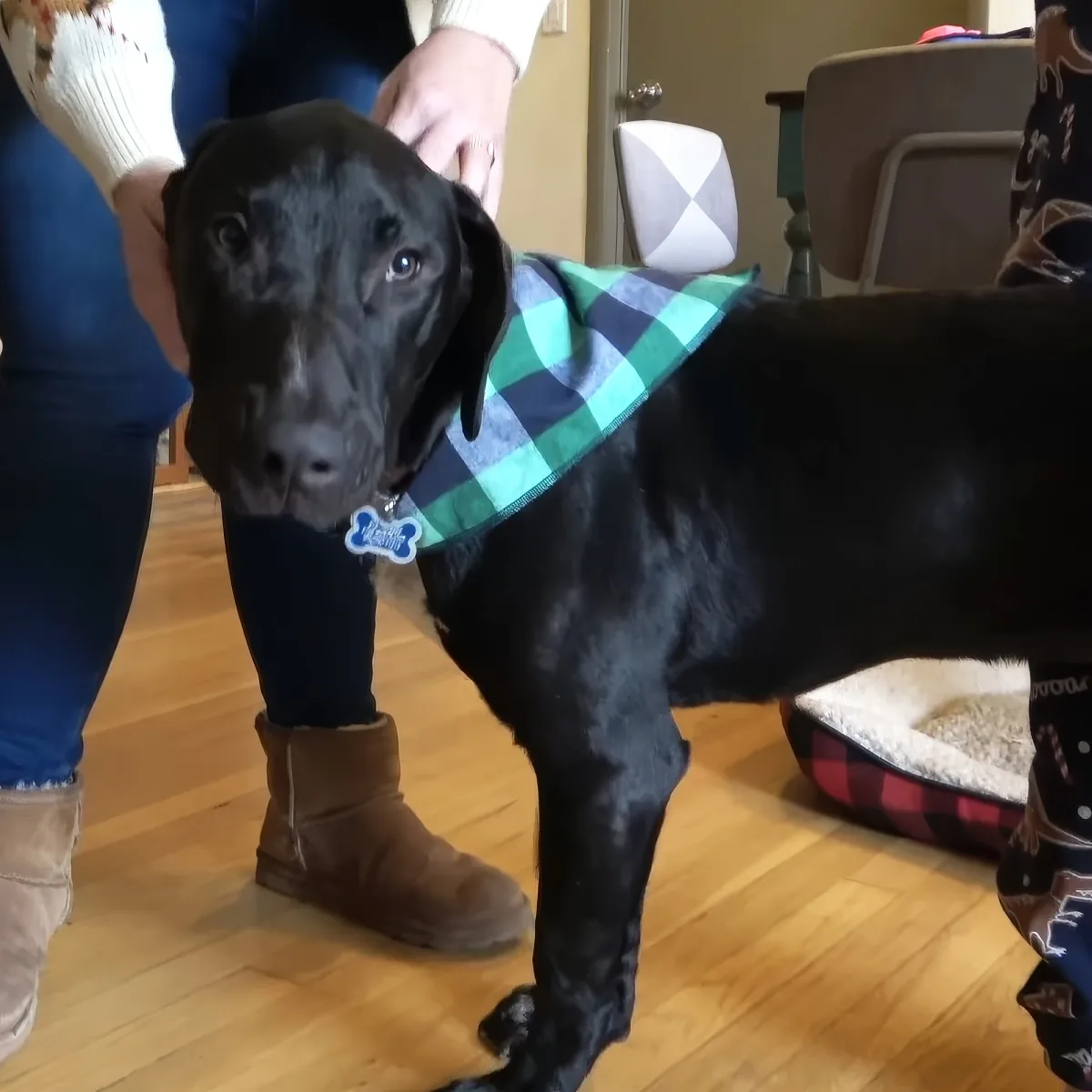A black dog wearing a green plaid bandana stands on a wooden floor near a person in jeans and boots.