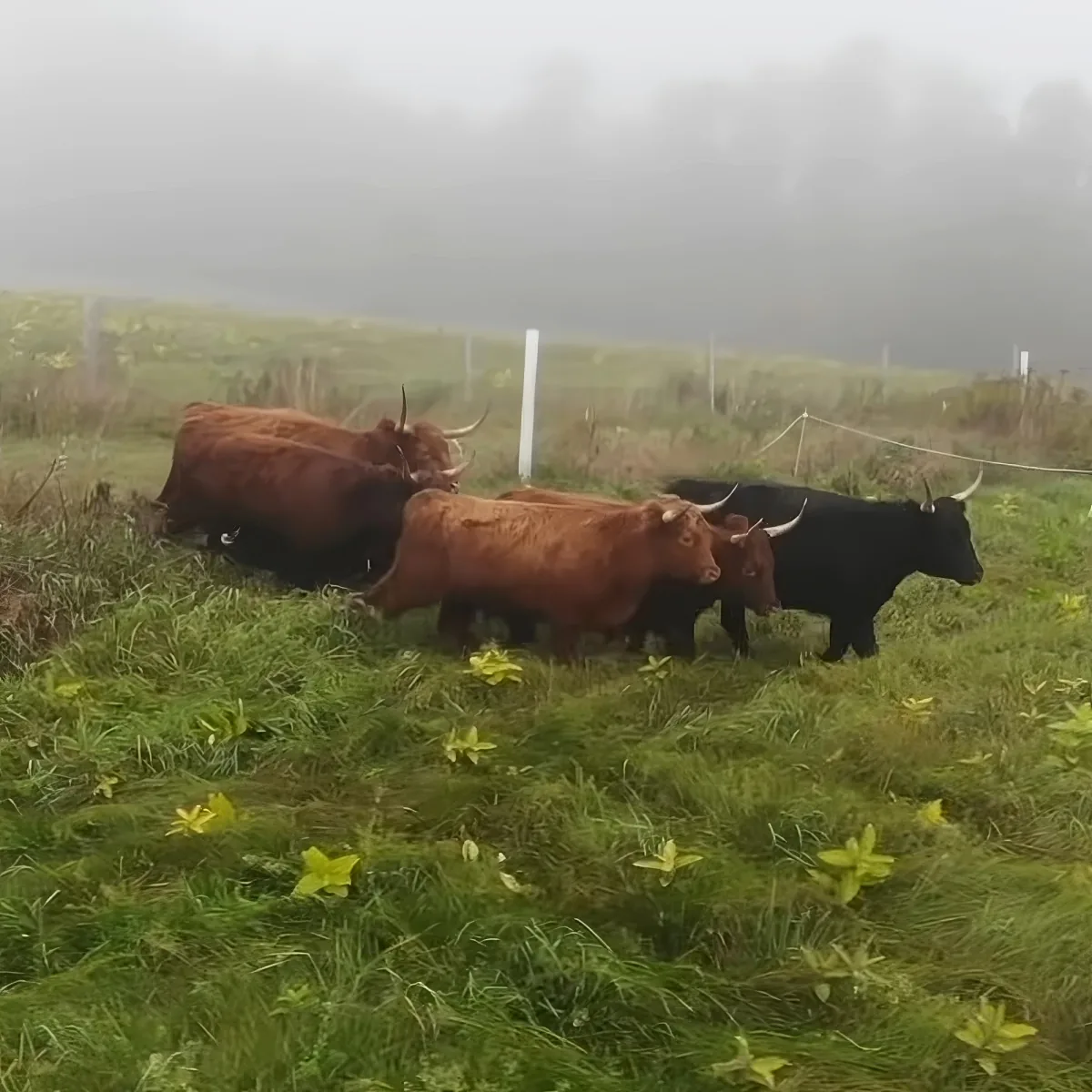Four cows, two brown and two black, stand in a grassy field with yellow flowers, surrounded by a fence under a foggy sky.