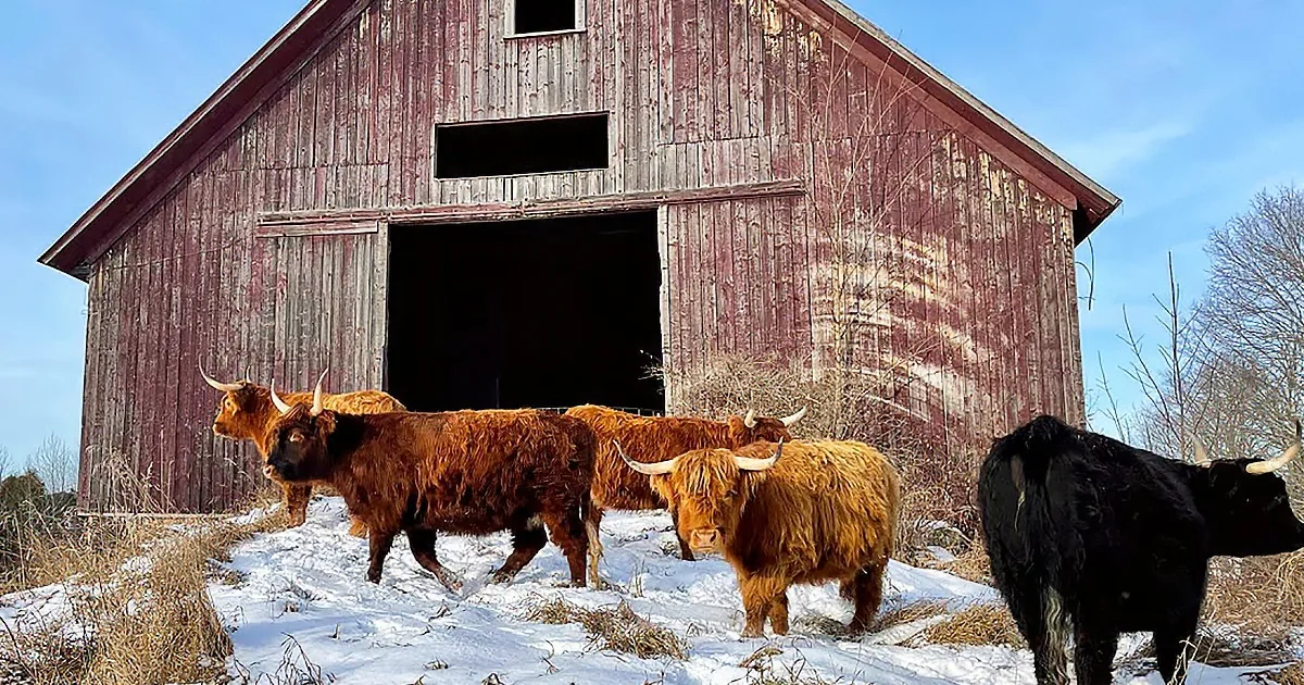 Cattle Farmer Finds Innovative Way to Move Herd Into Ancient Barn