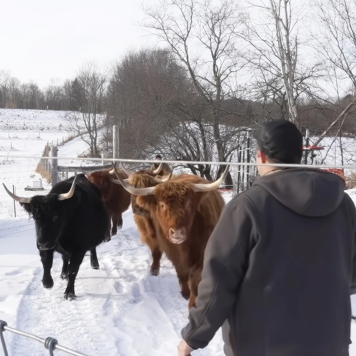 A man in a hoodie stands facing Highland cattle in a snowy field, with bare trees in the background.