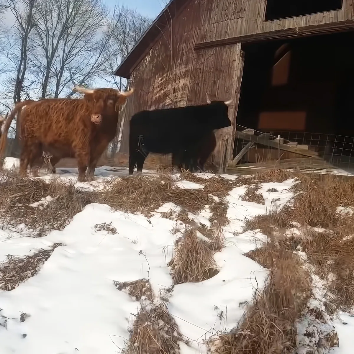 Two cows, one brown and one black, stand in a snowy field near a wooden barn.