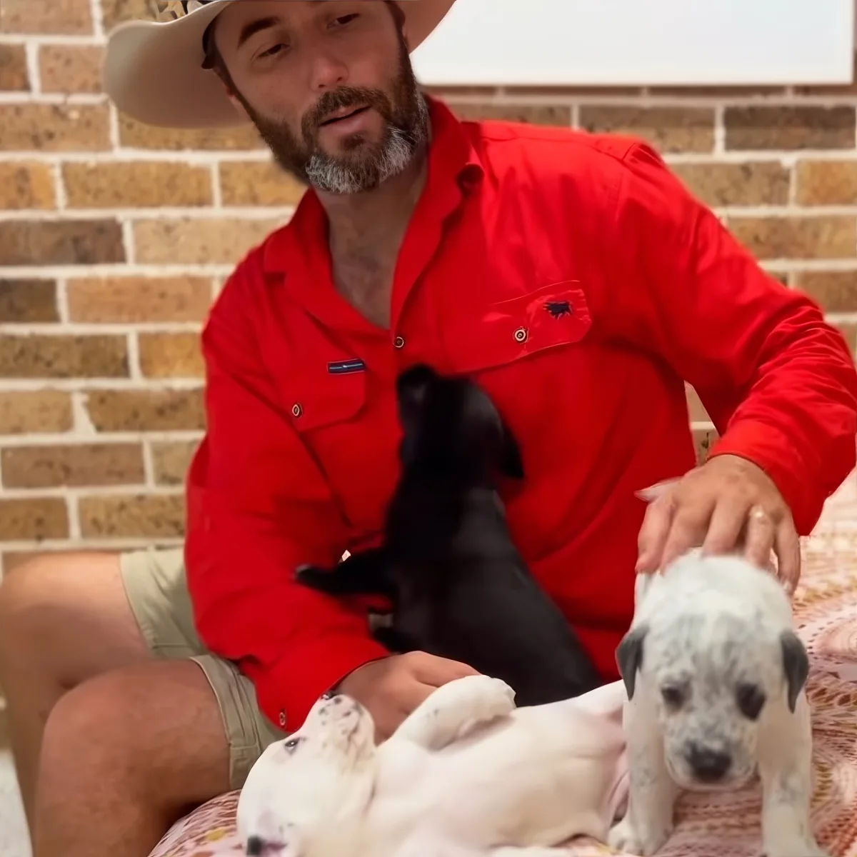 Man and puppies