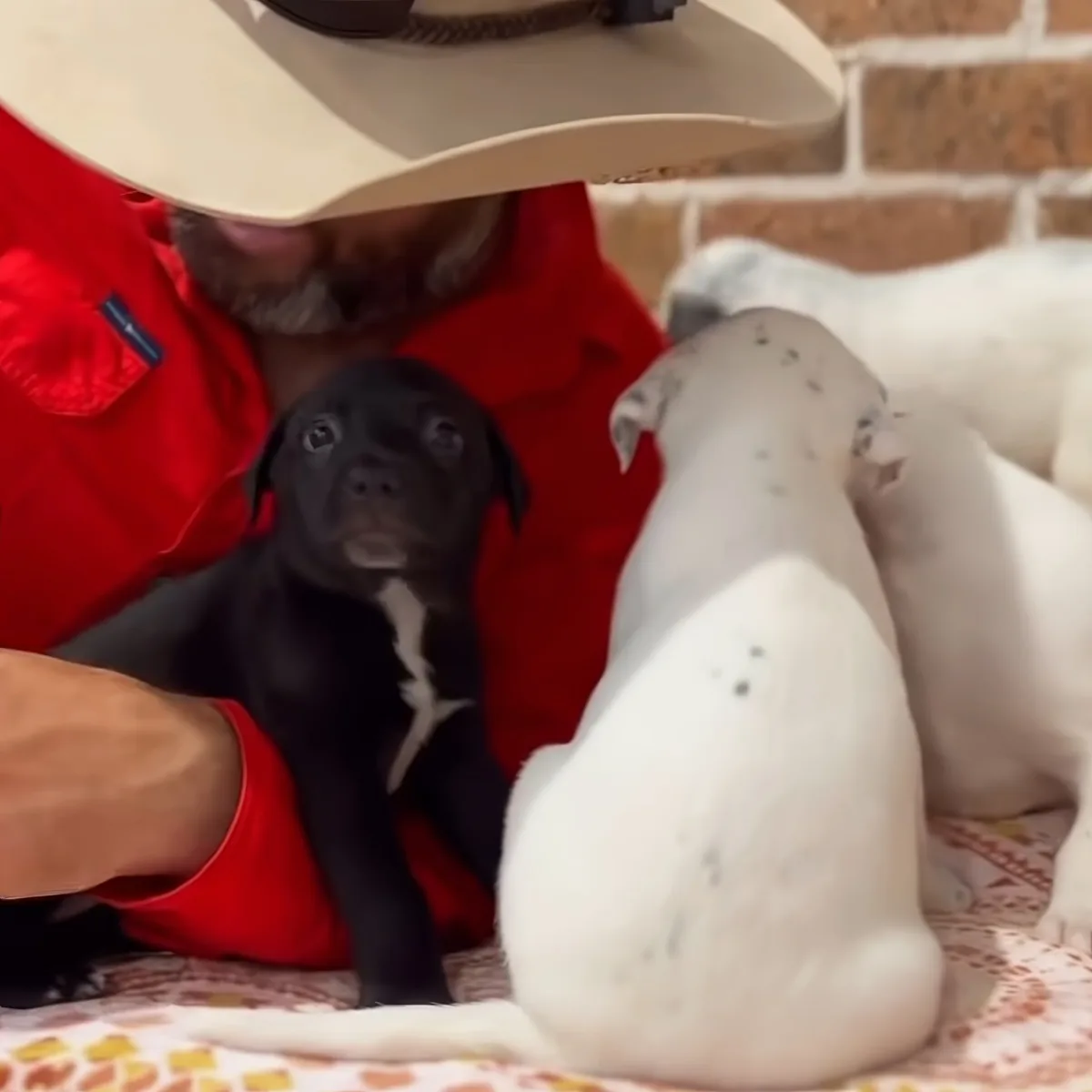 Man and puppies