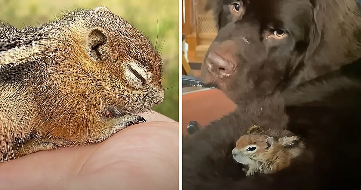 Baby Chipmunk Loves to Snuggle With Giant 115-Pound Dog