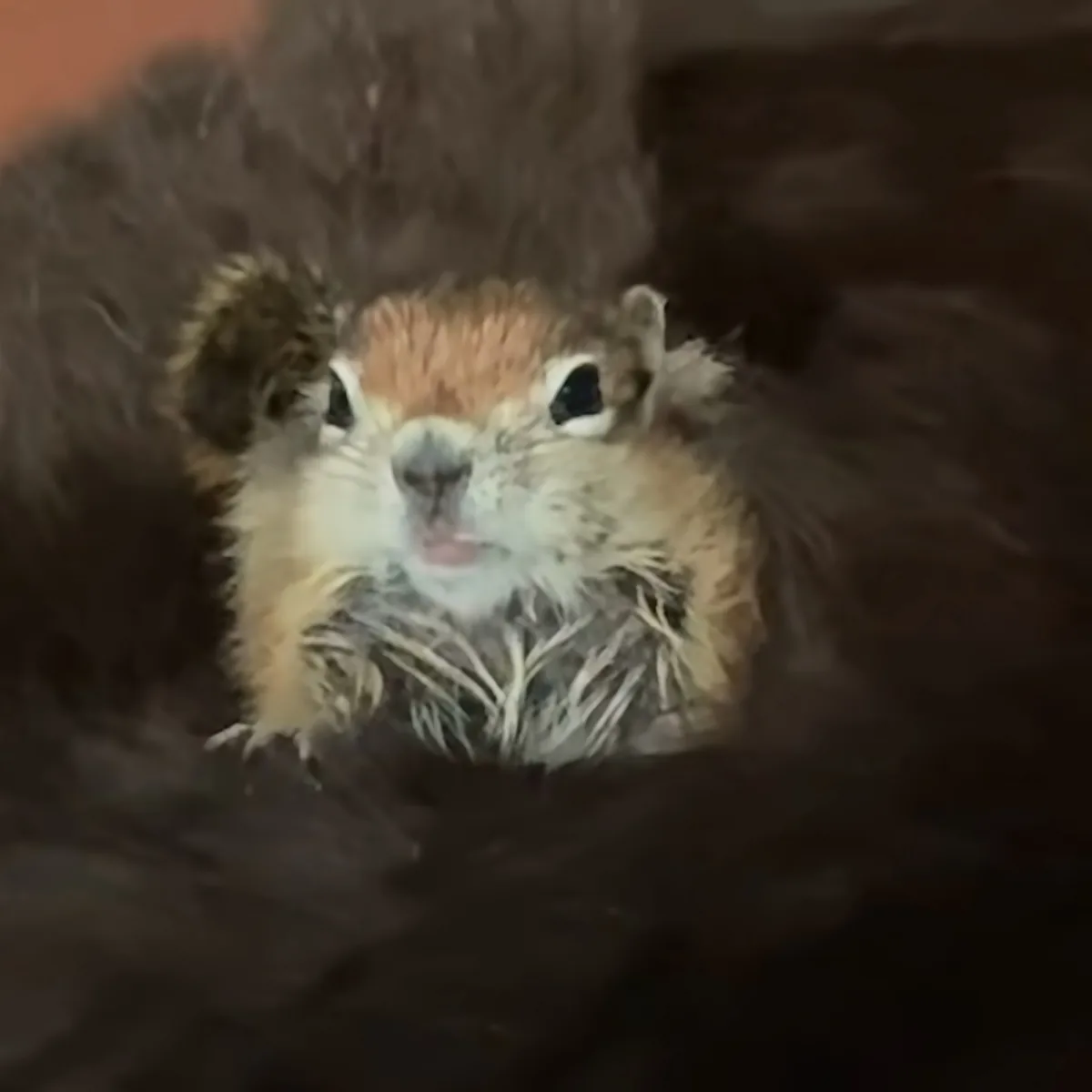 A fluffy, wet ground squirrel with a brown head and white body looks directly at the camera.