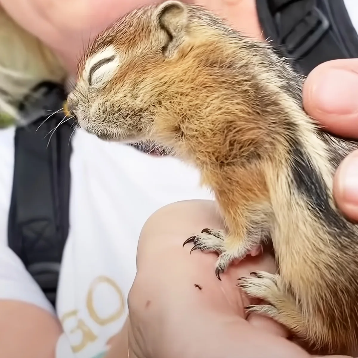 A small, fluffy squirrel with closed eyes is being held gently by a person's hands.