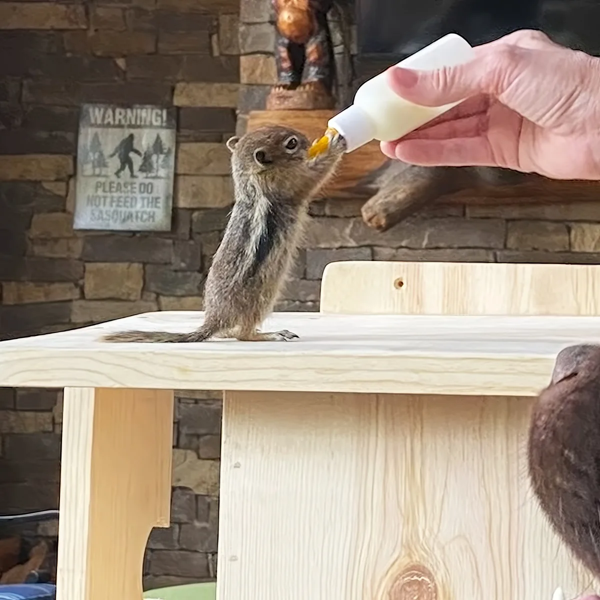 A squirrel is being fed from a bottle by a person's hand at a wooden table.